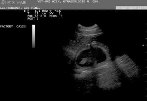 Ultraschall 1