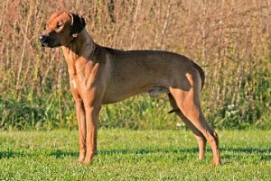 Tina Traiding Calvin Klein "Kuffrey"